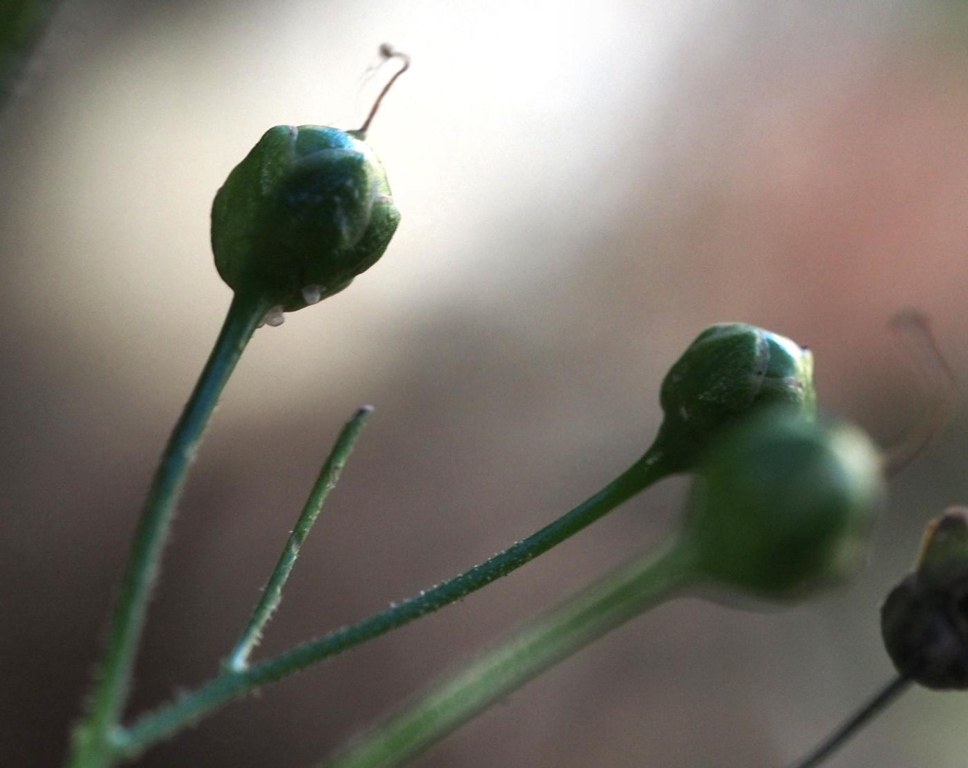 Figwort, Alpine fruit